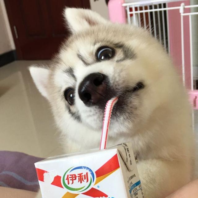 当二哈第一次喝酸奶时,那表情简直萌翻了,真是个小馋猫