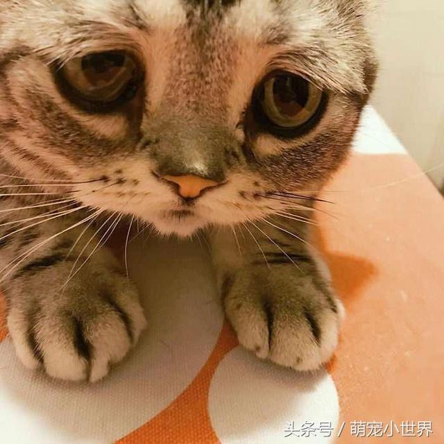 世界最悲伤猫咪笑了!主人马上发照给粉丝看:那笑容好难得