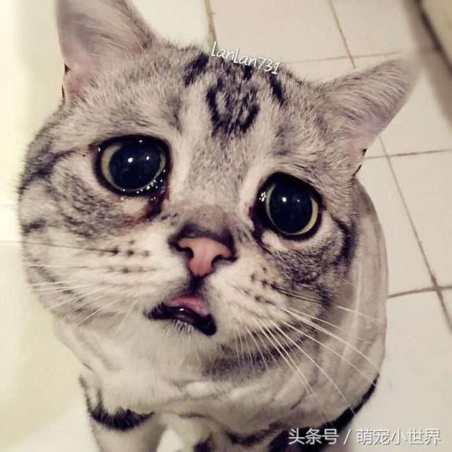 世界最悲伤猫咪笑了!主人马上发照给粉丝看:那笑容好难得
