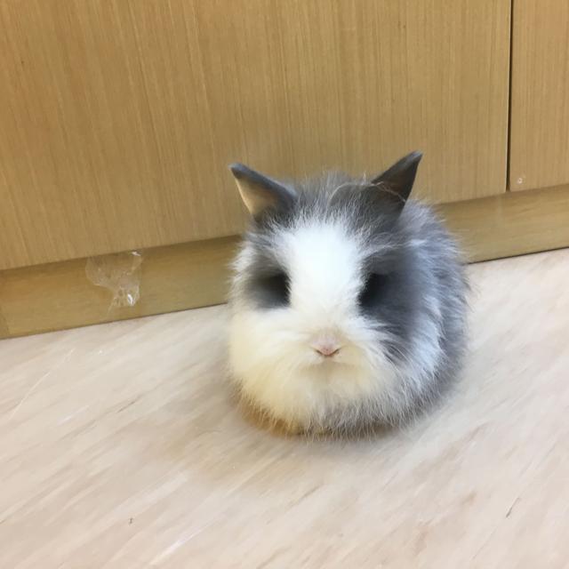 这只兔子颜值也太高了吧:正面长得像布偶猫 背影像柯基