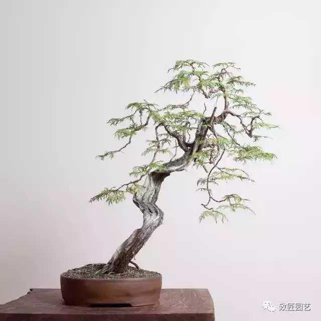 士可杀不可辱一组文人风格的精品盆景欣赏