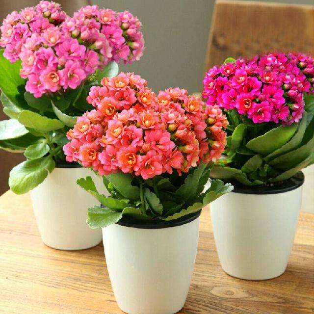 用这几个妙招,新年又能爆上一大盆!