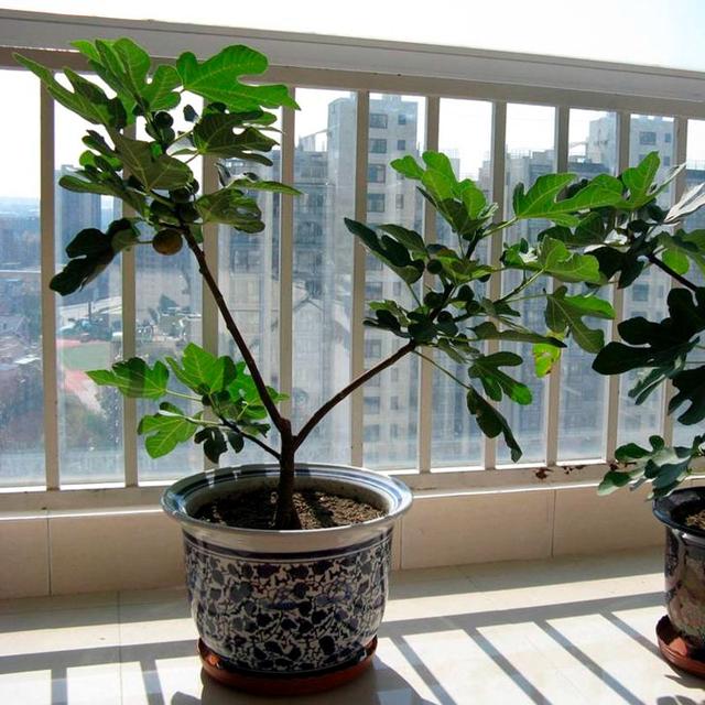 一个枝条种一棵无花果树盆栽,一次结果几十个,10年都有的吃!
