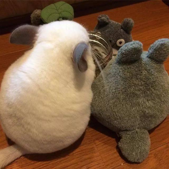 圆滚滚龙猫总喜欢背对主人,忍不住伸手戳了一下