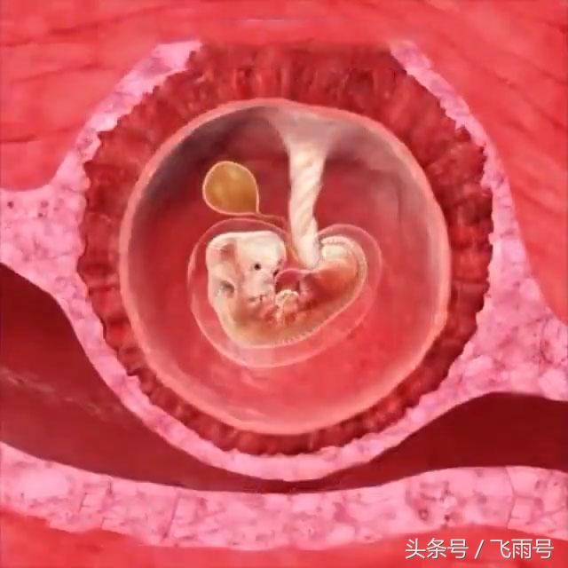 孕囊解剖结构图片