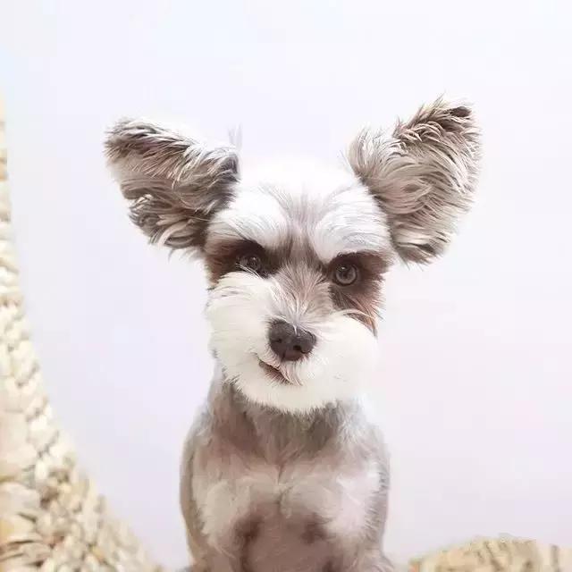 除了造型百变之外,雪纳瑞受人喜欢的原因还很多.