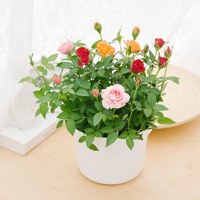 天然除甲醛,时尚好看的盆栽,放家里,送人都合适