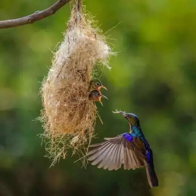 鸟巢|早莺|戏蝶_新浪新闻