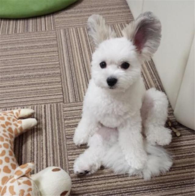 兔子or狗狗?谁说混血不如纯种狗可爱,杂种狗才是王道!