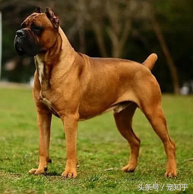 各种猛犬中的铁面,与众不同的毛色,十分霸气