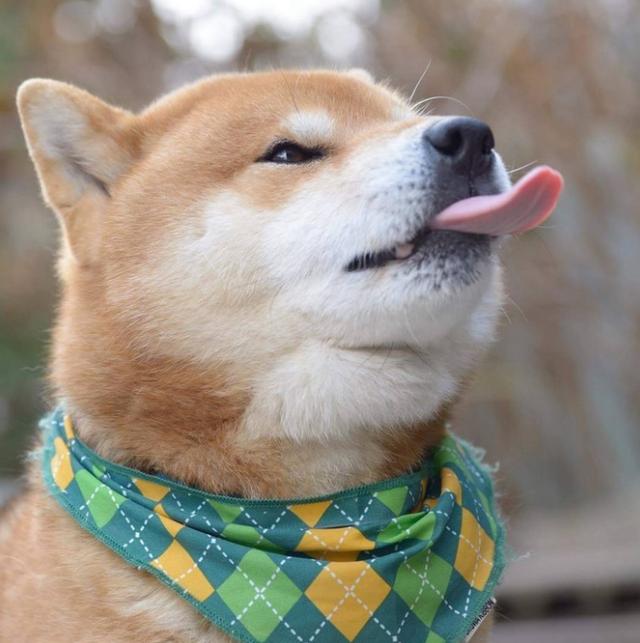 最强表情帝诞生柴犬不愧是网红犬戏精学院毕业的吧