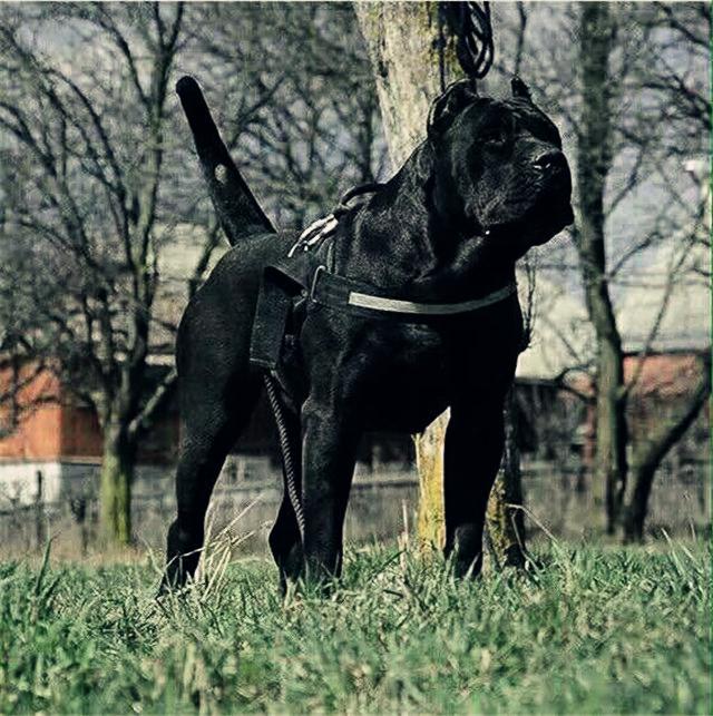 猛犬中的霸主,谁更可以缔造另一个犬界神话|猛犬|主人|杜高_新浪新闻