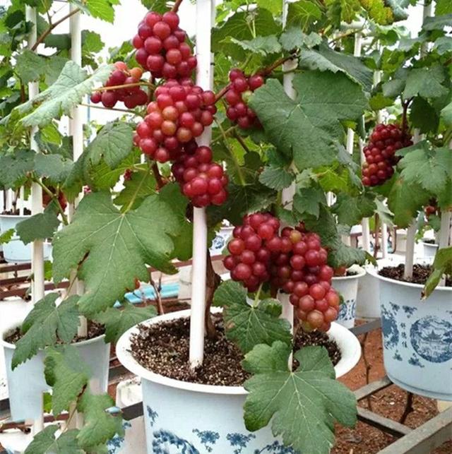 阳台上种葡萄树?能吃又能看,当年买当年结果,你确定不养一盆?