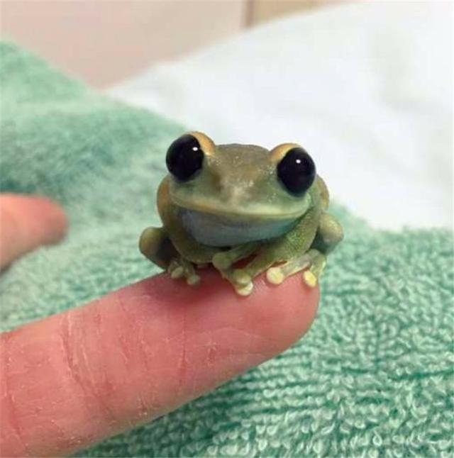 现实版旅行青蛙?世界最小树蛙让你体验三次元养蛙的乐趣!