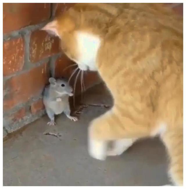 猫咪把一只老鼠逼到墙角,下一幕却让主人摇头叹息!