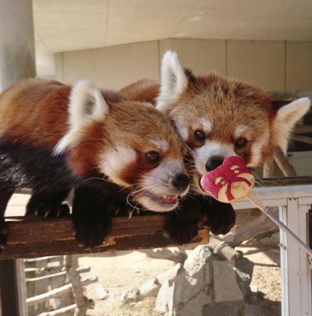 浣熊兄弟飞扑饲养员抢喝奶,神同步画面萌翻了!