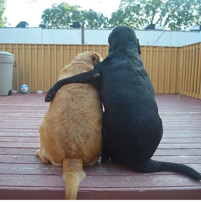 这两只狗狗,虽然不会说话,但是它们的动作感动了无数网友!