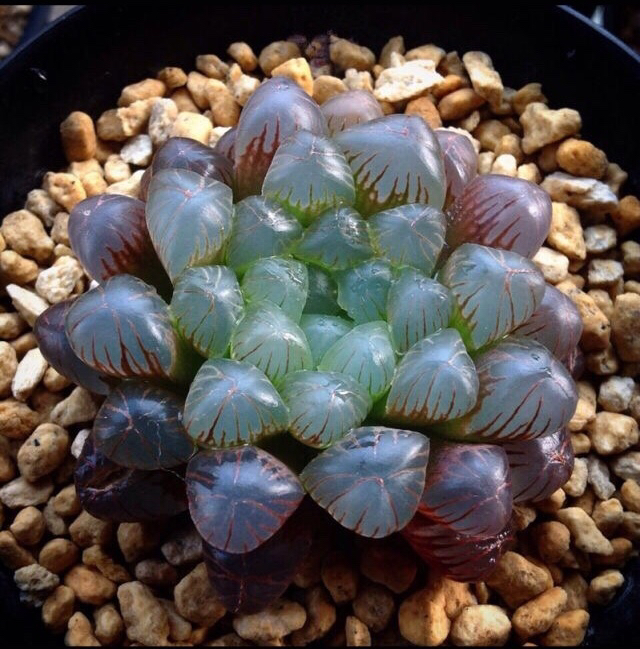 姬玉露和宫灯玉露的区别