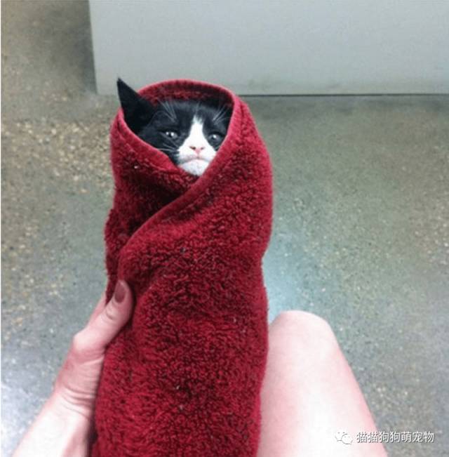 这些猫咪卷要不要来一个