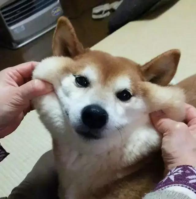 揉捏狗狗的脸,应该是这世界上最治愈的事了吧