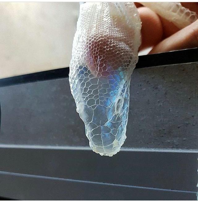 男子回家,在垃圾桶里看见了不该看见的东西,他该怎么办?
