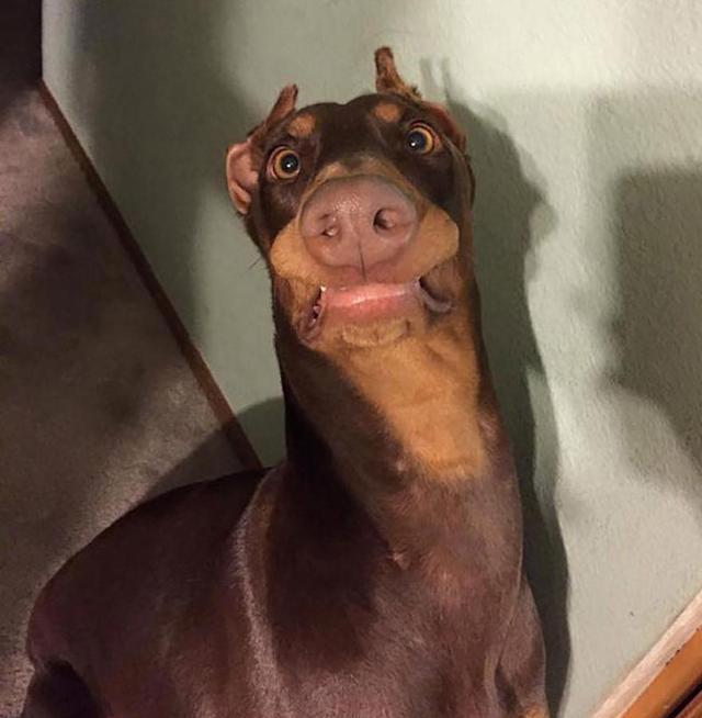 被吓坏了的狗狗