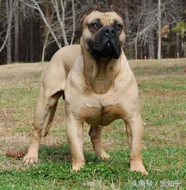各种猛犬中的铁面,与众不同的毛色,十分霸气