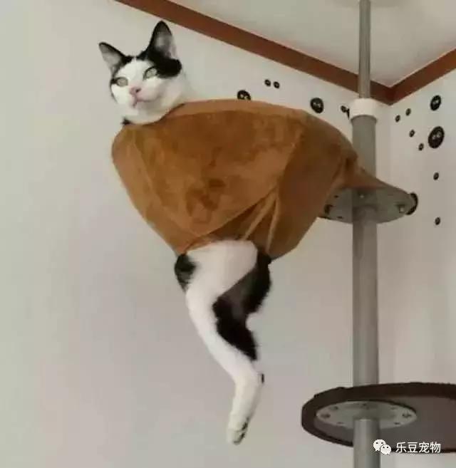 网友给猫咪配了个猫窝,不想才三天就坏了,它居然被活活吊在半空