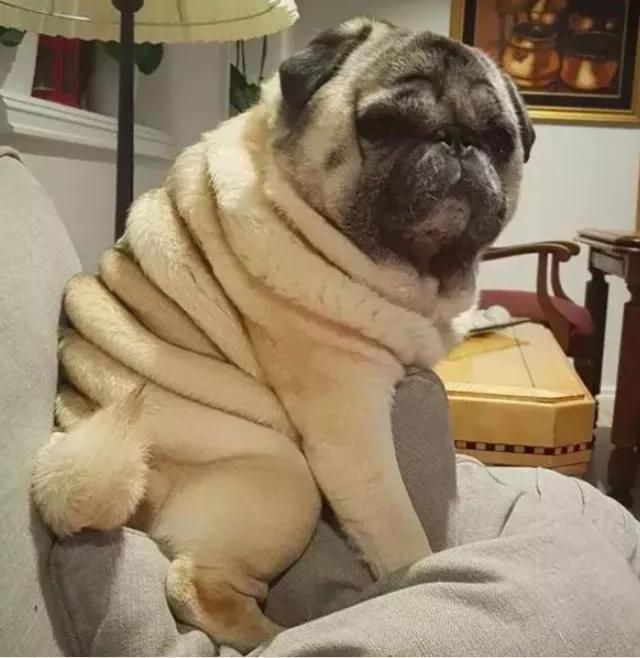 网友说他家巴哥特别胖,身上足足有十层游泳圈!