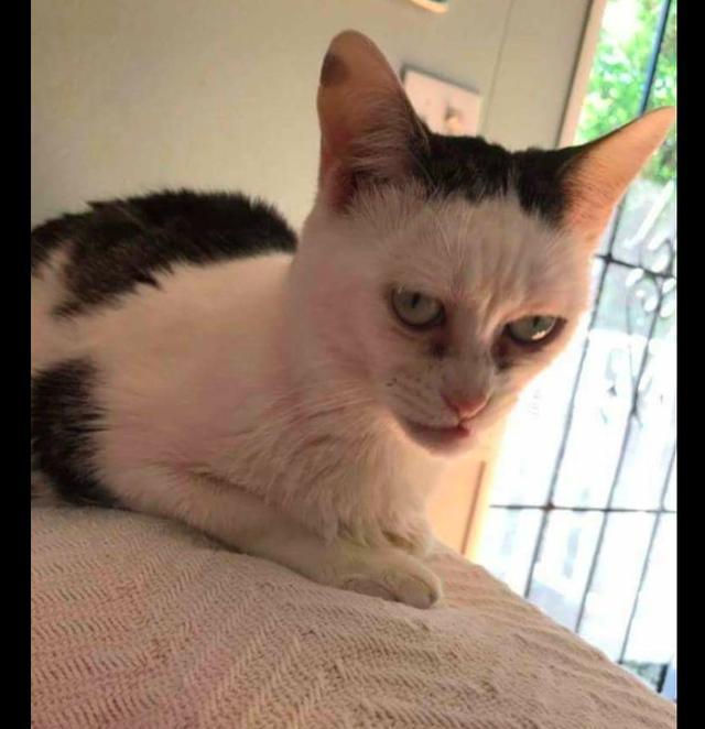 这只猫咪长得太凶了,看眼睛都觉得有点吓人,喵版的雪村老师?