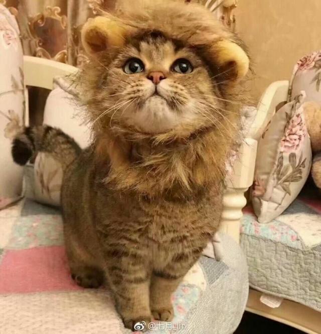 小猫咪带着狮子头套,假装很凶的样子发威,简直要把心给萌化了!