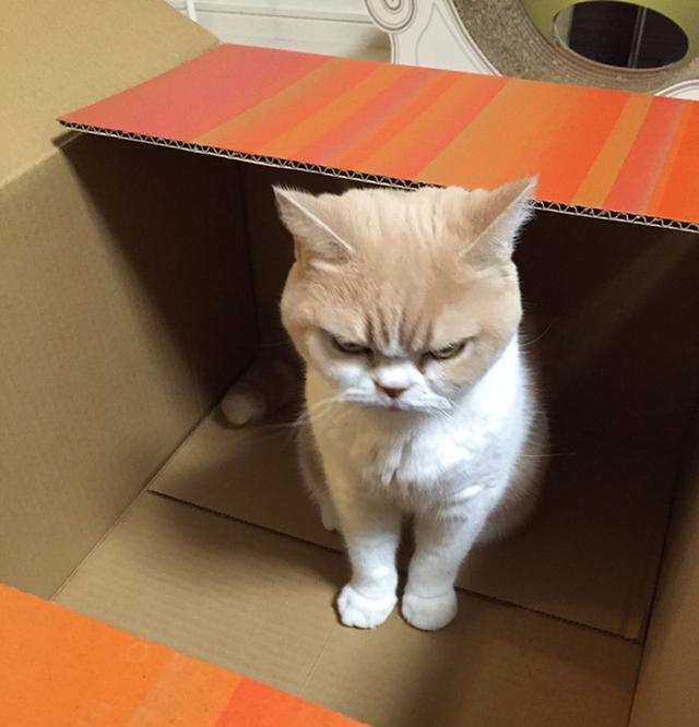 不服憋着!日本猫咪一脸桀骜蹿红网络|猫咪|表情|网络_新浪新闻