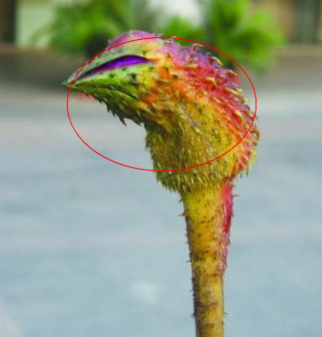 长得像鸡头的"鸡头果",生吃熟吃都可以,还能治疗两性疾病