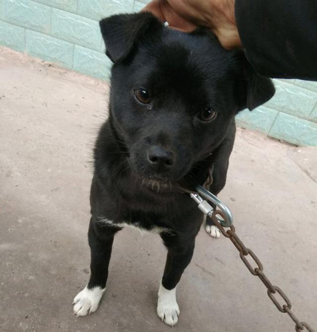 5元买回的小土狗,奶奶看一眼狗腿,让我赶紧把狗扔掉