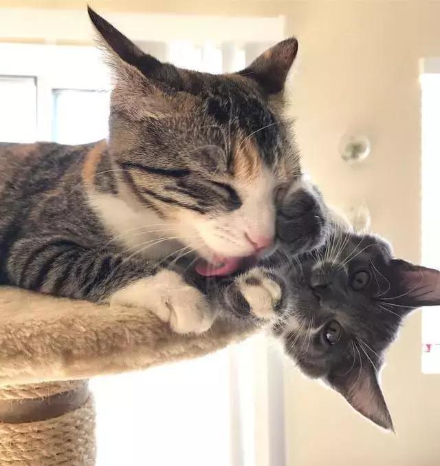 猫咪碰见新朋友小奶猫开心接受,一起玩耍成了好兄弟