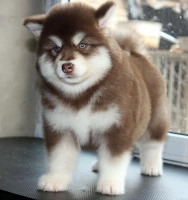 宠物狗二哈被主人送到农村 等两个月后再见时已成中华田园犬