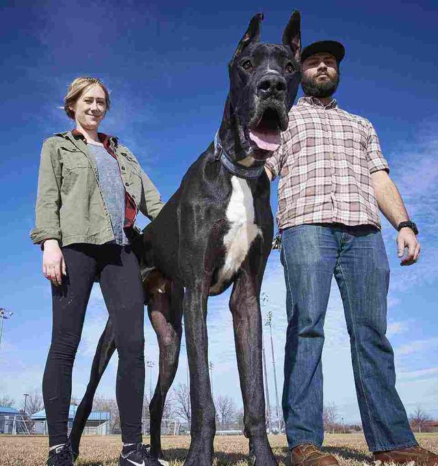 身高2米13的美国大丹犬,这庞然大物居然还会流泪