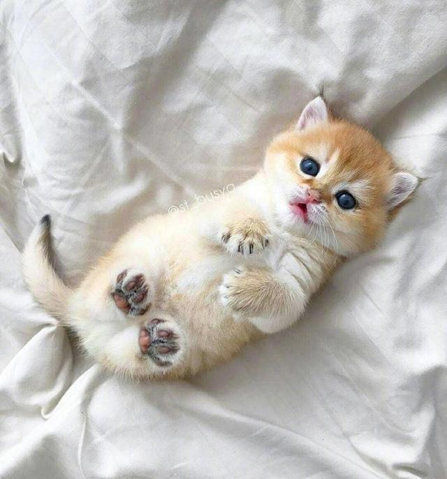 小胖橘猫,太萌了