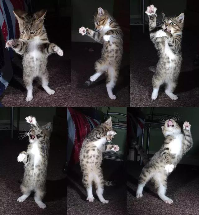 来个六连拍……站得还挺稳