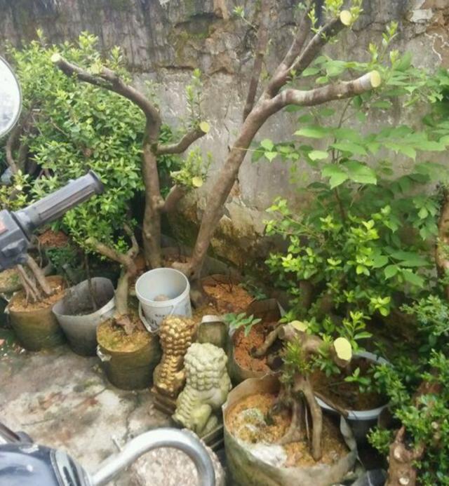 退休爷爷在山上挖回一树根,不起眼没人要,做成盆景身价倍增