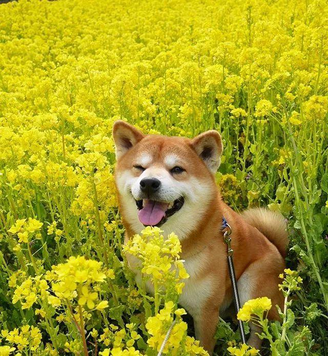 日本一柴犬因笑容治愈走红网络网友承包了我2018年的头像