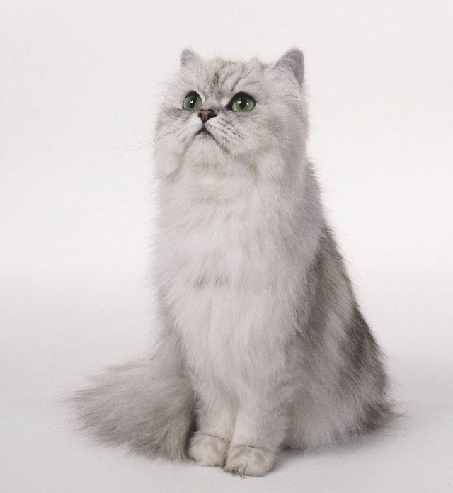 波斯猫——有气质高颜值的王子公主们!