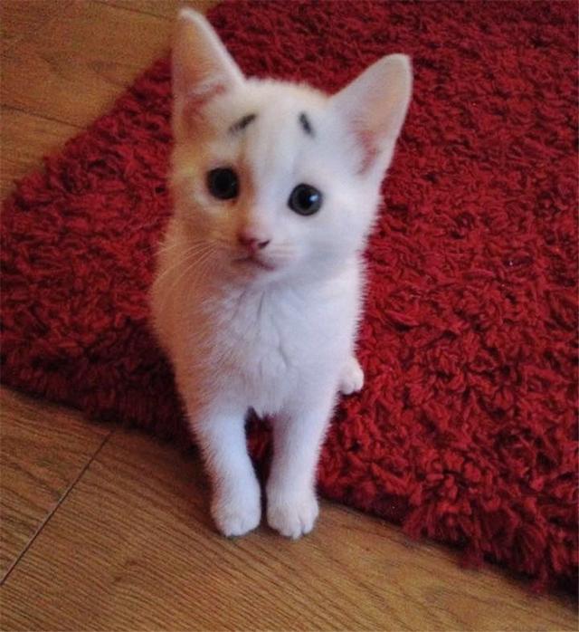 长了囧字眉的猫咪,其实意外的很好看?