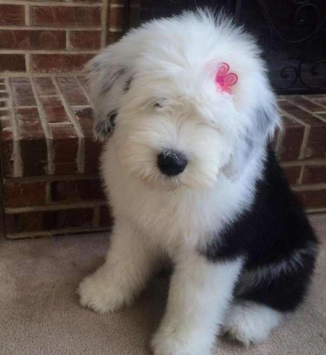 正文  是一种被毛很茂密的大型犬      古牧的历史非常悠久   根据