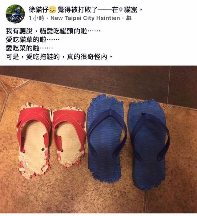 吃罐头,也不喜欢吃猫草,唯独对这个情有独钟|猫草|罐头|拖鞋_新浪新闻