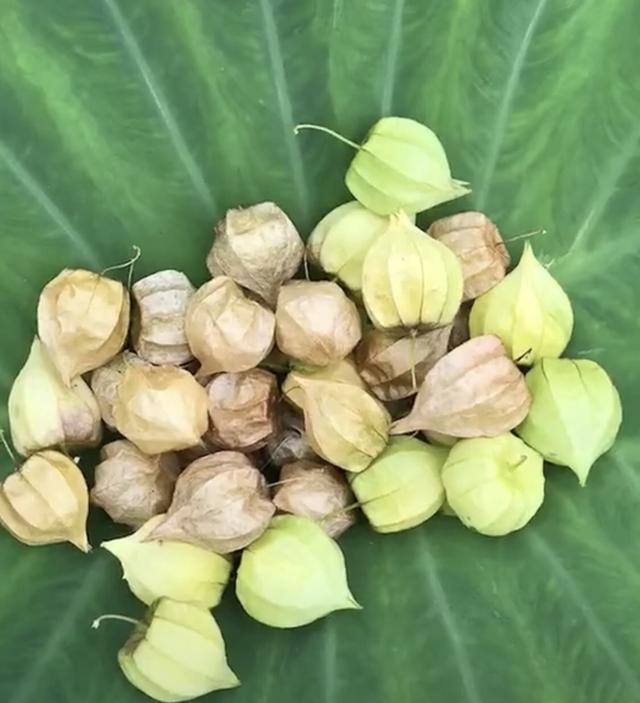 农村野地美食"姑娘果",超市卖十几元一斤,农村山上没人采摘