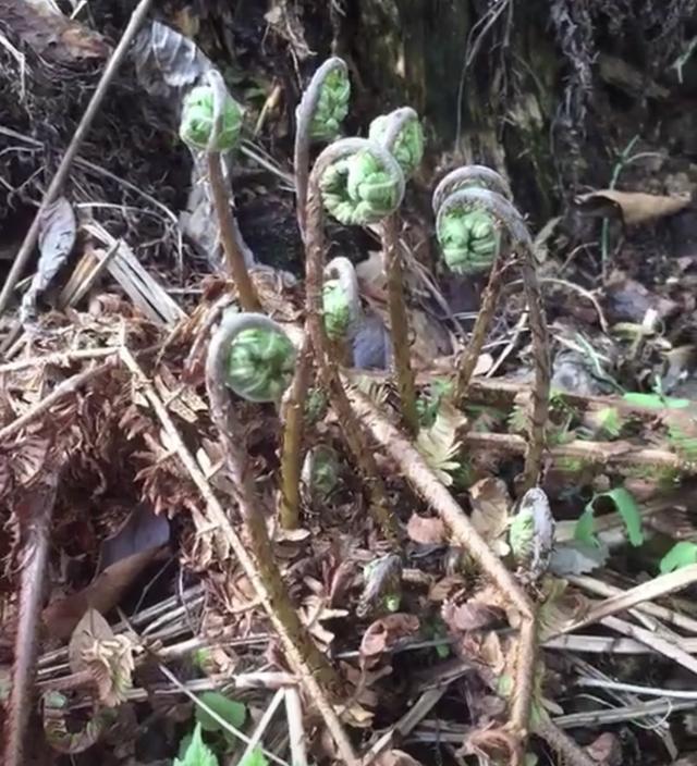 小伙山上采摘"猫爪子",学名蕨菜,很多农村朋友都吃过