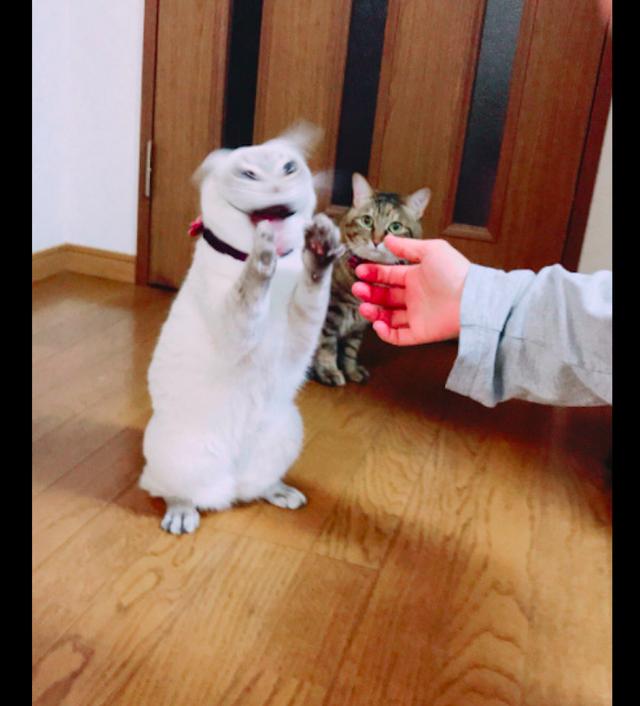 主人刚一伸手,白猫就摇头晃脑起来,旁边花猫看懵了:没毛病吧?