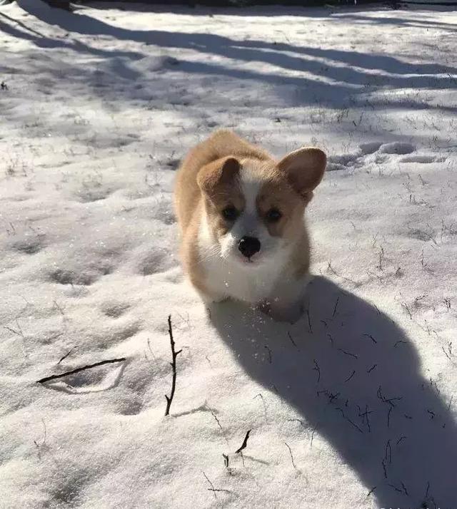 短腿柯基第一次见到雪,还好雪不厚否则又拍不到脸了