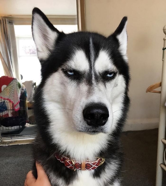 高冷哈士奇时刻摆着一张扑克脸可人们依然痴迷它